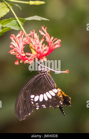 Ein männlicher Gemeinsame Mormone Schmetterling Fütterung Stockfoto