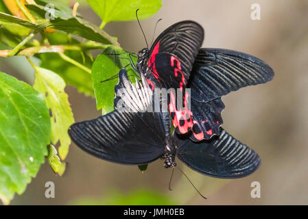 Ein paar passende Scarlet Mormon Schmetterlinge Stockfoto