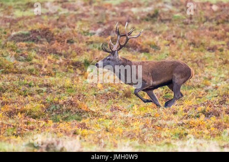 Ein Rotwild Hirsch während der Brunftzeit Stockfoto