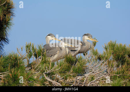 Graureiher, seine jungen am Nest, Camargue, Provence, Südfrankreich / (Ardea Cinerea) | Graureiher, Jungvoegel Im Nest, Camargue, Provence Stockfoto