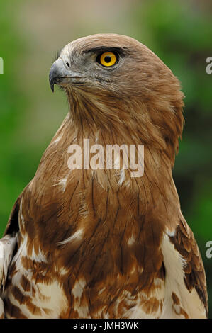 Schlangenadler Adler, Provence, Südfrankreich / (Circaetus Gallicus) / Eagle Schlangenadler Schlange | Schlangenadler / (Circaetus Gallicus) Stockfoto
