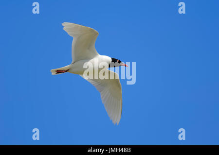 Schwarzkopfmöwe, Camargue, Provence, Südfrankreich / (Larus Melanocephalus) | Schwarzkopfmoewe, Camargue, Provence Stockfoto