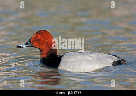 Gemeinsamen Tafelenten, Männlich, Camargue, Provence, Südfrankreich / (Aythya 40-jähriger) | Tafelente, Maennlich, Camargue, Provence Stockfoto