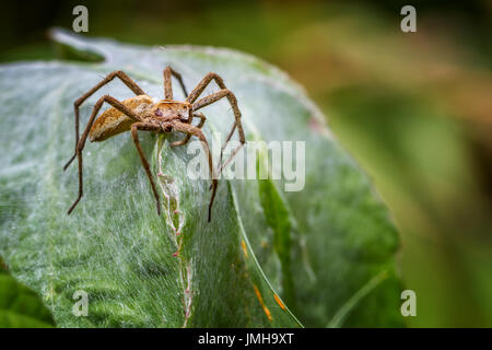 UK-Tierwelt: Pisaura Mirabilis - Baumschule web Spider Schutz Zelt-Stil Nest sie hat gesponnen. Ihre Babys sind unter. Stockfoto