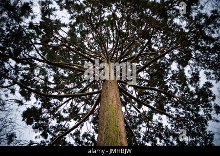 Blick von unten auf den Stamm und die Zweige einer hohen Tanne unter einem grauen Winter-Licht. Stockfoto