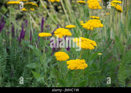 Achillea 'Coronation Gold'. Schafgarbe 'Coronation Gold' Blumen im Garten Grenze. UK Stockfoto