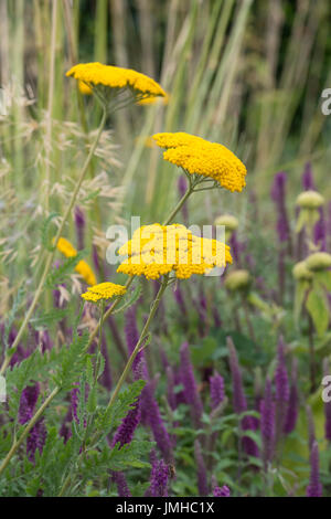 Achillea 'Coronation Gold'. Schafgarbe 'Coronation Gold' Blumen im Garten Grenze. UK Stockfoto