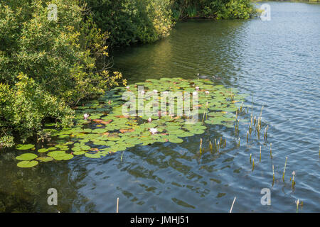 wilde Lilie Bett am Rand des Sees Stockfoto