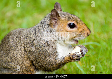 Grauhörnchen, Nahaufnahme, Verzehr von Obst Stockfoto