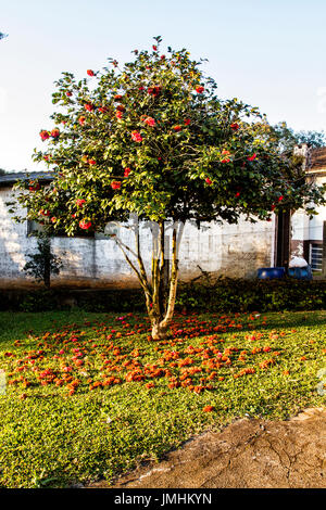 Rote Kamelie. Treze Tilias, Santa Catarina, Brasilien. Stockfoto