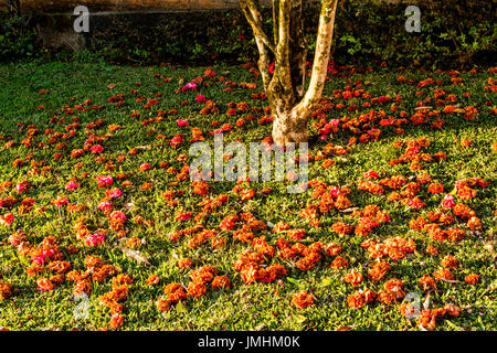 Rote Kamelie. Treze Tilias, Santa Catarina, Brasilien. Stockfoto