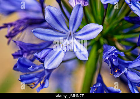 Sommerblumen, Agapanthus Africanus Albus in Nahaufnahme Stockfoto