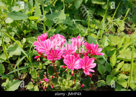 Gewöhnliche Bitterwurz Lewisia Cotyledon, Porzelanröschen Stockfoto