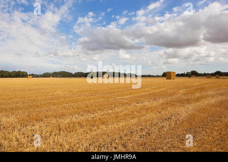 eine Goldene Ernte Feld mit Strohballen und Wald unter einer blauen Sommerhimmel in yorkshire Stockfoto