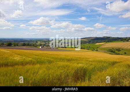 eine atemberaubende Aussicht auf das Tal von York aus einem reifenden Hang Gerstenfeld unter einem blauen Sommerhimmel in die Yorkshire wolds Stockfoto