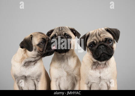 Mops Welpen, Großbritannien. Stockfoto