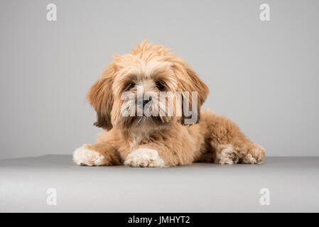Lhasa Apso Puppy (7 Monate alt, weiblich) fotografiert in Großbritannien. Stockfoto