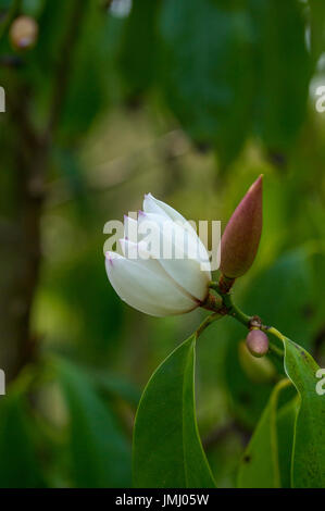 Magnolia Maudiae "Hauch von Pink' Stockfoto