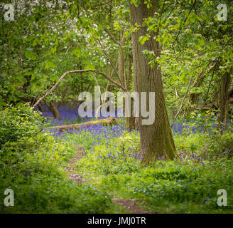 Wilde Glockenblume Blumen bedecken den Waldboden im Frühling in Mathe Holz, in der Nähe von Bourne, Lincolnshire, UK Stockfoto