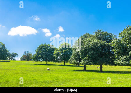 Sheep feeding in a green field surrounded by beech trees in summer Stockfoto