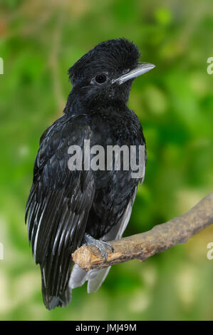 Lange-Flecht-Umbrellabird / (Cephalopterus Penduliger) | Zapfentragender Schirmvogel / (Cephalopterus Penduliger) Stockfoto