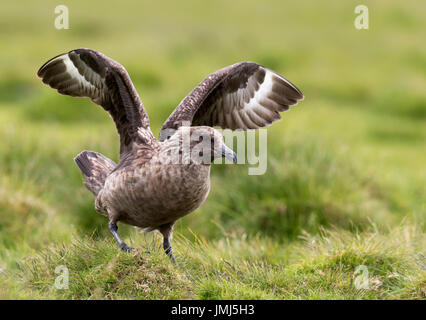 Ein Great Skua (Catharacta Skua) Landung auf Unst Grasland, Shetland, UK Stockfoto