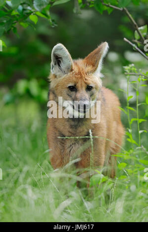 Mähnenwolf / (Chrysocyon Brachyurus) | Maehnenwolf / (Chrysocyon Brachyurus) / Mähnenwolf Stockfoto