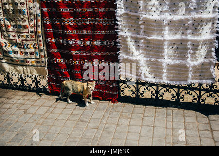 Katze stehend in den Straßen von Marrakesch, Marokko, vor traditionellen Teppiche oder Tapeten. Stockfoto