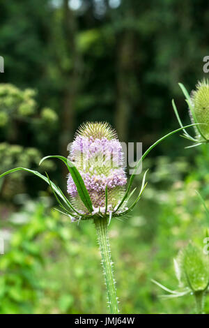 Wilde Karde (Dipsacus Fullonum), Blütenstand Stockfoto