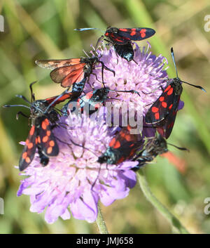 Tag-fliegen sechs-Spot Burnet Motten versammeln sich auf Feld Witwenblume (Zygaena Filipendulae) Blumen (Knautia Arvensis). Cuckmere Haven, Sussex, UK. Stockfoto