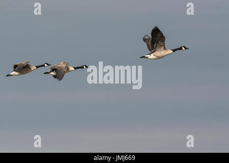 Kanadagans (Branta Canadensis) im Flug Stockfoto