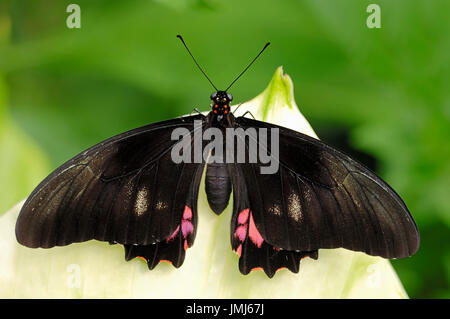 Rubin-spotted Schwalbenschwanz / (Papilio Anchisiades) / rot gefleckten Schwalbenschwanz Stockfoto