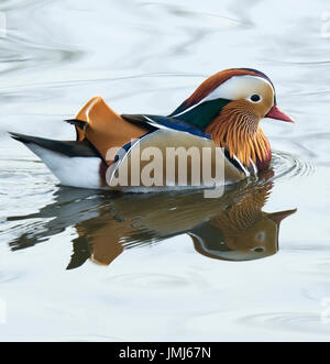 Madarin Ente, Aix GalericulataCrest Stockfoto