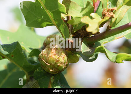 Eiche Artischocke Galle auf dem Stamm Pedunculate oder Stieleiche (Quercus Robur). Die Gallen entstehen durch die Lava von Eiche Artischocke Gall Wasp Stockfoto