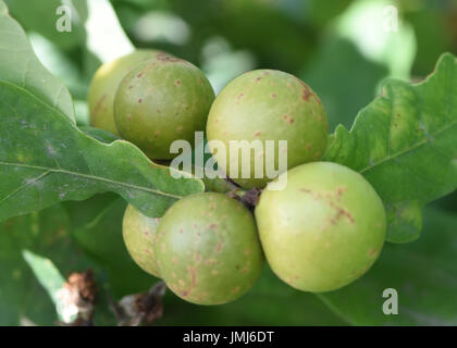 Eiche Marmor Gallen an den Stamm des Pedunculate oder der Stieleiche (Quercus Robur). Die Gallen entstehen durch die Lava von Eiche Marmor Gall Wasp Stockfoto