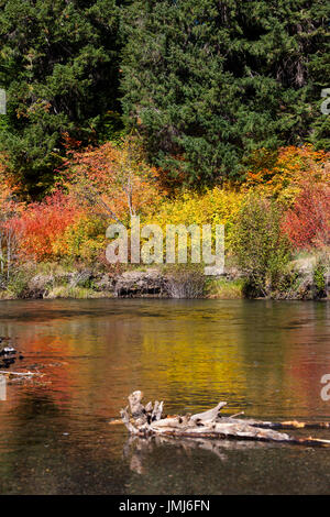 Ein altes Protokoll legt in das Wasser eines Flusses die Herbstfarben der Bäume am Ufer und Pinsel reflektiert wird. Stockfoto