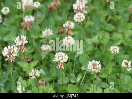 Weißklee (Trifolium repens) wachsen in einem Heu Feld. Bedgebury Wald, Kent, Großbritannien Stockfoto