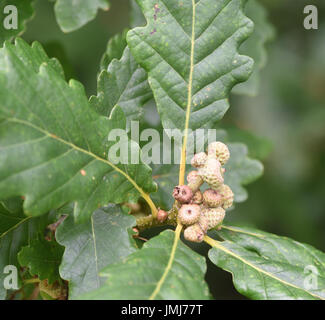 Neu gebildeten unreife Eicheln auf einem pedunculate oder Gemeinsame Eiche (Quercus robur). Bedgebury Wald, Kent, Großbritannien. Stockfoto