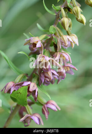 Blüten in Broad-Leaved Helleborine (Epipactis Helleborine). Bedgebury Wald, Kent, UK. Stockfoto