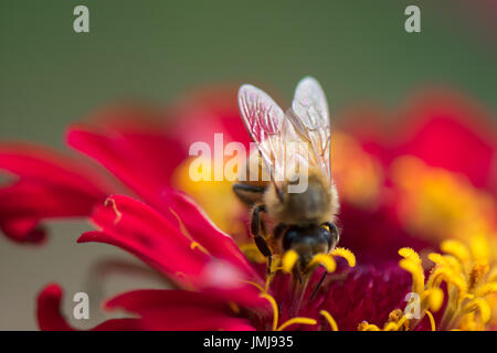 Honigbiene auf rote Zinnie Blume Stockfoto