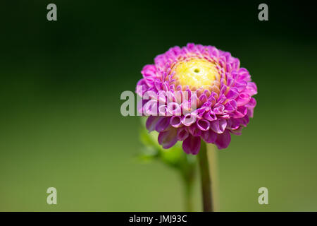 Eine Magenta Dahlie mit gelben Zentrum. Stockfoto