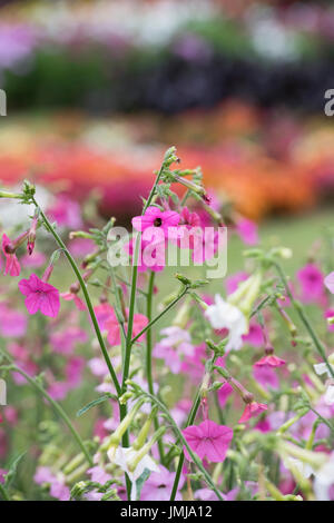 Nicotiana Alata "Whisper-Mix". Tabak Pflanze blüht Stockfoto