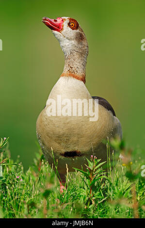 Nilgans, North Rhine-Westphalia, Deutschland / (Alopochen Aegyptiacus) | Nilgans, Nordrhein-Westfalen, Deutschland / (Alopochen Aegyptiacus) Stockfoto