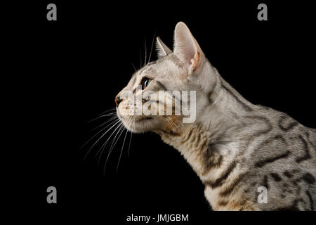 Bengal-Katze auf schwarzem Hintergrund Stockfoto