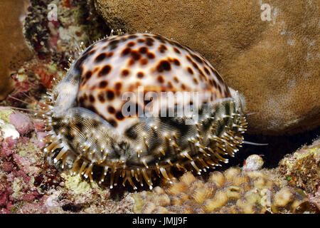 Tiger Kauri - Cypraea tigris Stockfoto