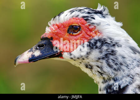 Inländische Barbarie-Ente - Cairina moschata Stockfoto