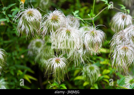 Die gelben Blüten und flauschige Samenköpfe von Clematis Tangutica "Bill Mackenzie" Stockfoto