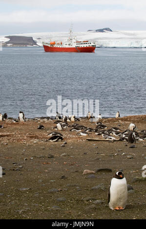 Antarktis, Süd-Shetland-Inseln, Aitcho Island, Antacrtic Drean Schiff und Gentoo Penguins. Stockfoto