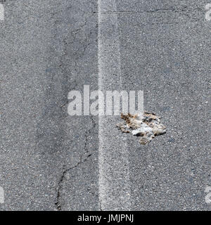 Roadkill unterwegs Stockfoto