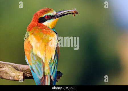 Unglaublich schöne Vogel mit einer Biene in einen Schnabel, Tierwelt Stockfoto